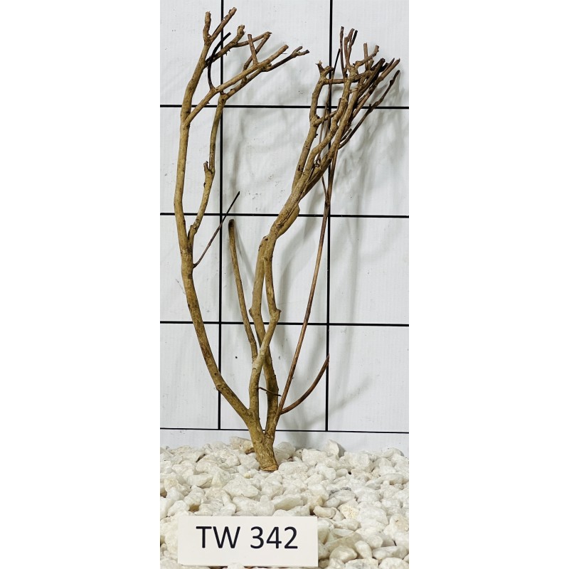 Talawawood 342