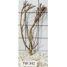 Talawawood 342