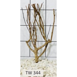 Talawawood 344