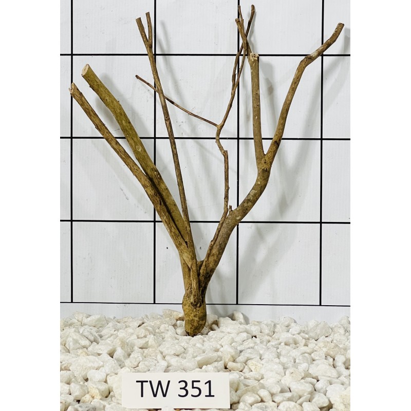 Talawawood 351