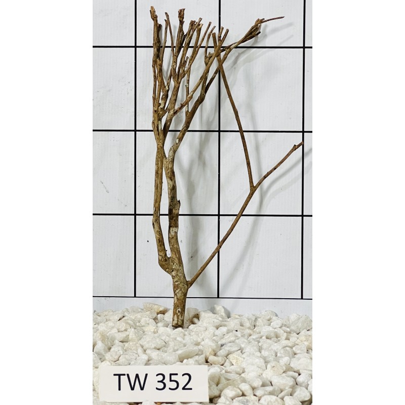 Talawawood 352