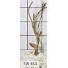 Talawawood 353