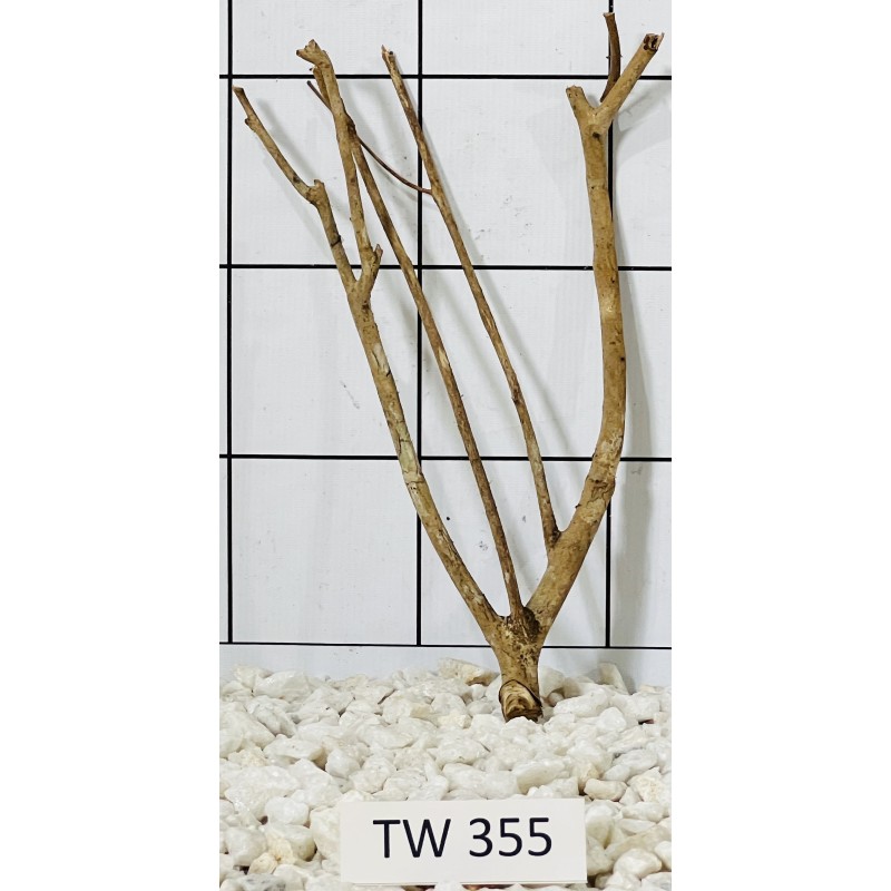 Talawawood 355