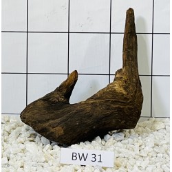 Bogwood 31