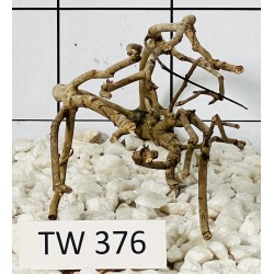 Talawawood 376