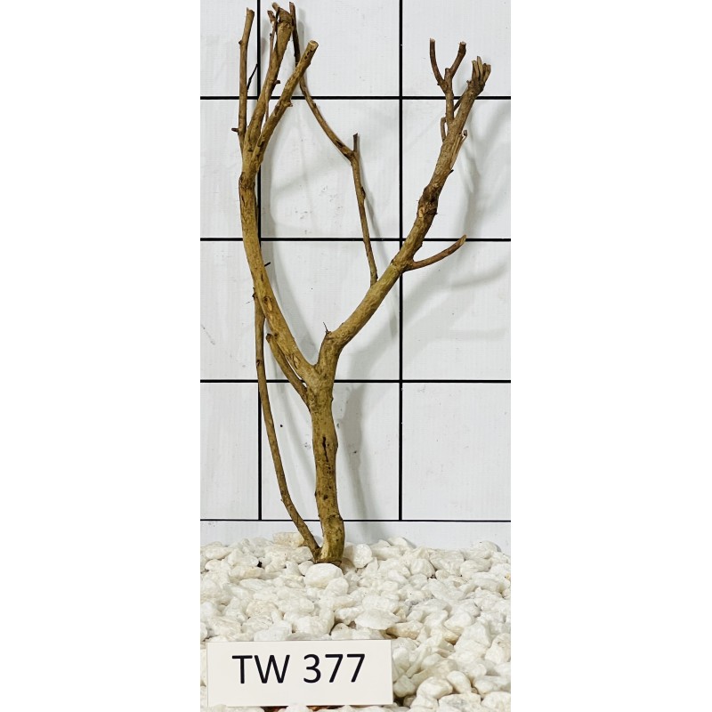 Talawawood 377