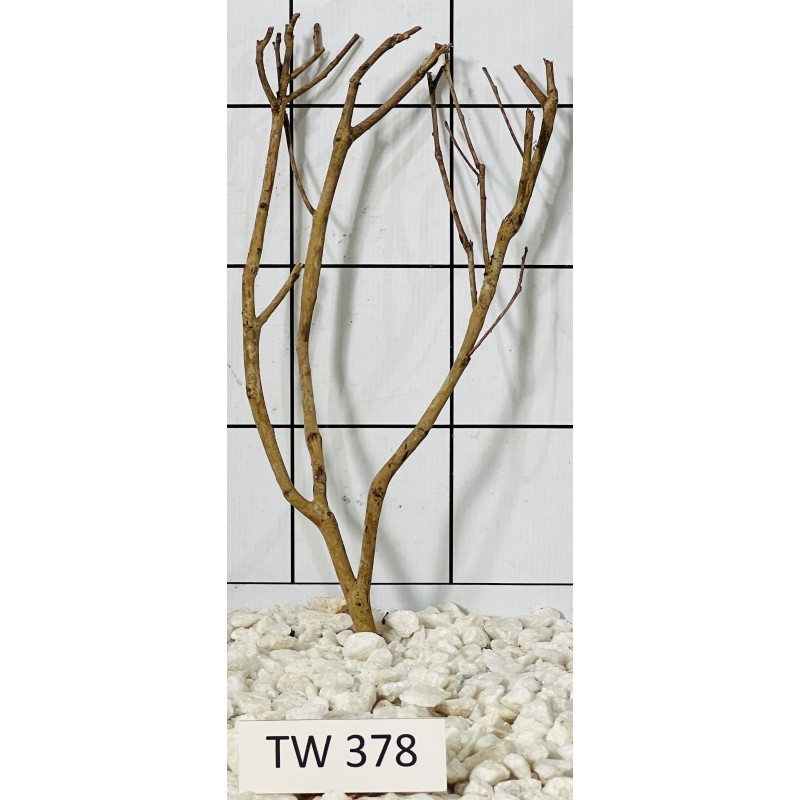Talawawood 378