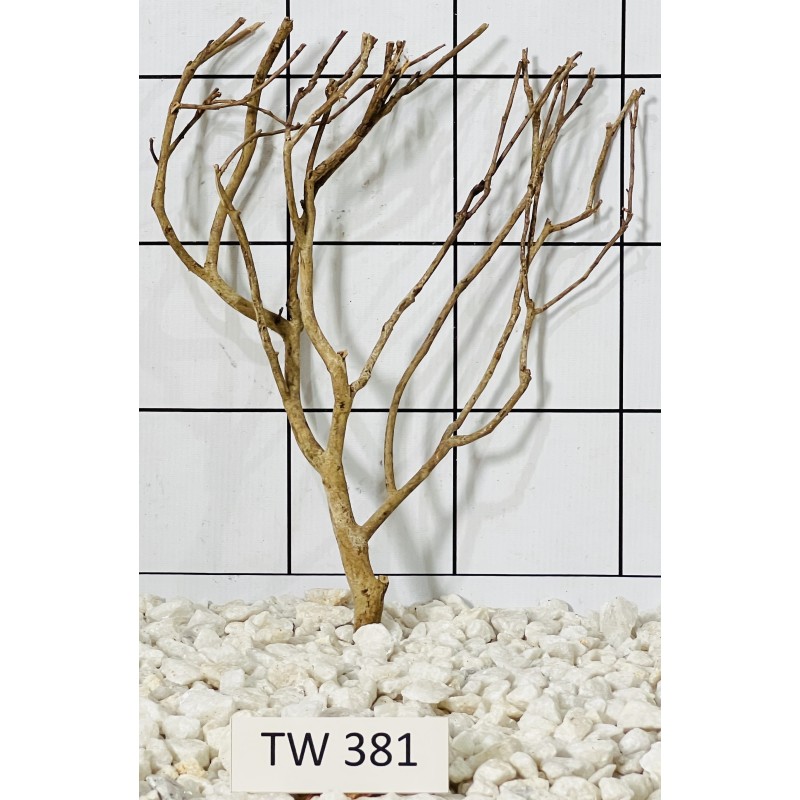 Talawawood 381