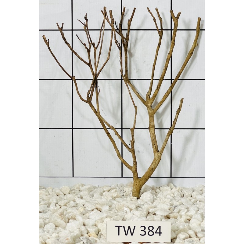 Talawawood 384