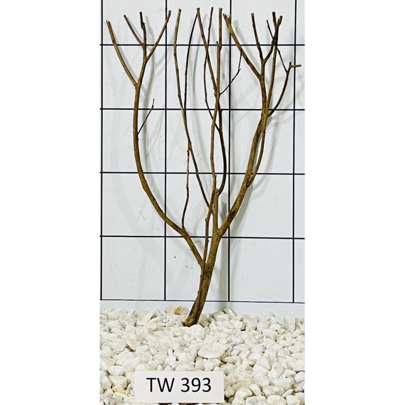 Talawawood 393