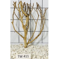 Talawawood 411