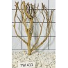 Talawawood 411