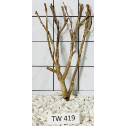 Talawawood 419