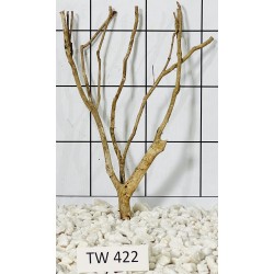 Talawawood 422