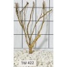 Talawawood 422