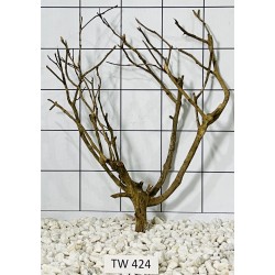 Talawawood 424