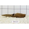 Bogwood 37