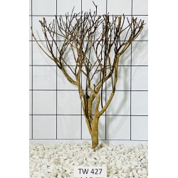 Talawawood 427
