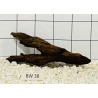 Bogwood 38