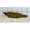Bogwood 39