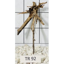 Spiderwood 92