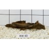 Bogwood 40