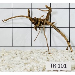 Spiderwood 101
