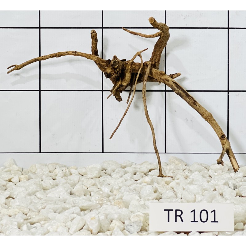 Spiderwood 101