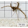 Spiderwood 101