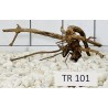 Spiderwood 101