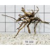 Spiderwood 102
