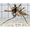 Spiderwood 102