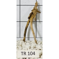 Spiderwood 104