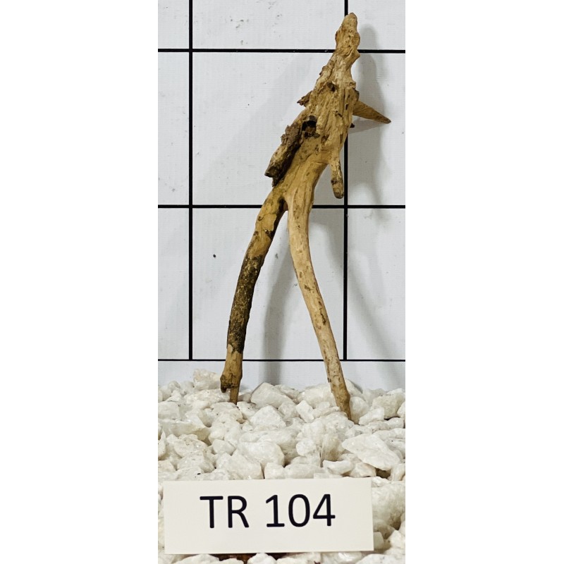 Spiderwood 104