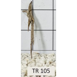 Spiderwood 105