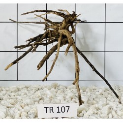 Spiderwood 107
