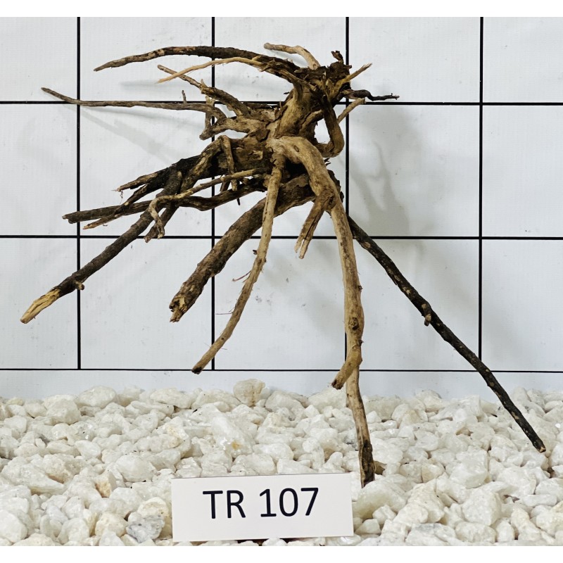 Spiderwood 107