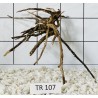 Spiderwood 107