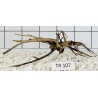 Spiderwood 107