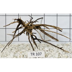 Spiderwood 107