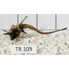 Spiderwood 109