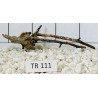 Spiderwood 111
