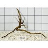 Spiderwood 112