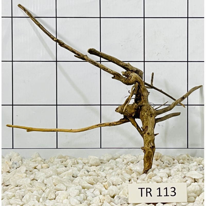 Spiderwood 113