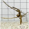 Spiderwood 113