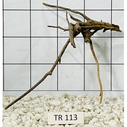 Spiderwood 113