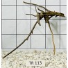 Spiderwood 113