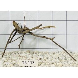 Spiderwood 113