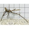 Spiderwood 113