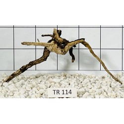 Spiderwood 114